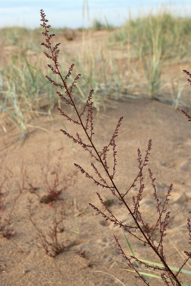 Image of Artemisia campestris specimen.