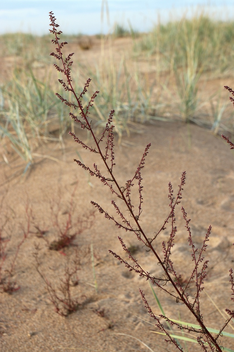 Изображение особи Artemisia campestris.