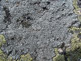 Aspicilia cyanescens