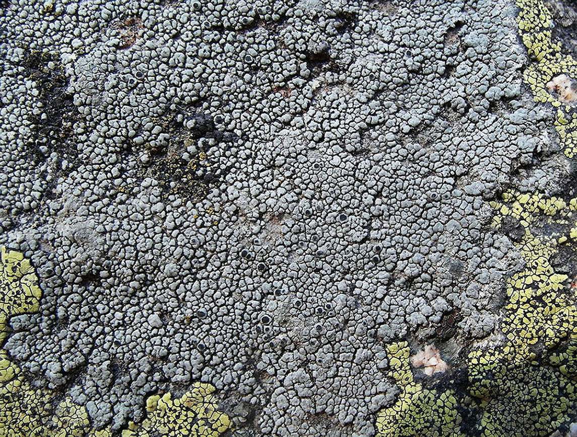 Изображение особи Aspicilia cyanescens.