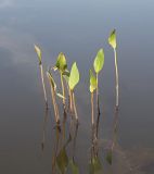 Alisma plantago-aquatica. Листья вегетирующего растения. Ульяновская обл., Мелекесский р-н, окр. сел. Приморское, прибрежная часть старицы. 07.08.2022.