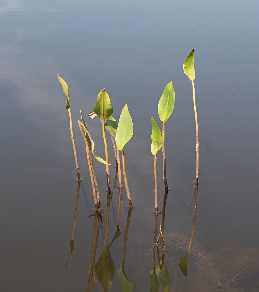 Image of Alisma plantago-aquatica specimen.