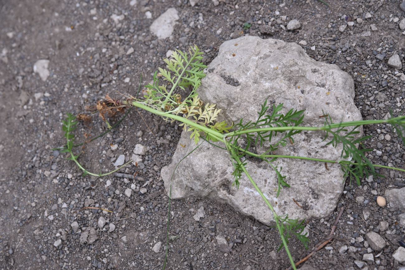 Image of Scabiosa ochroleuca specimen.