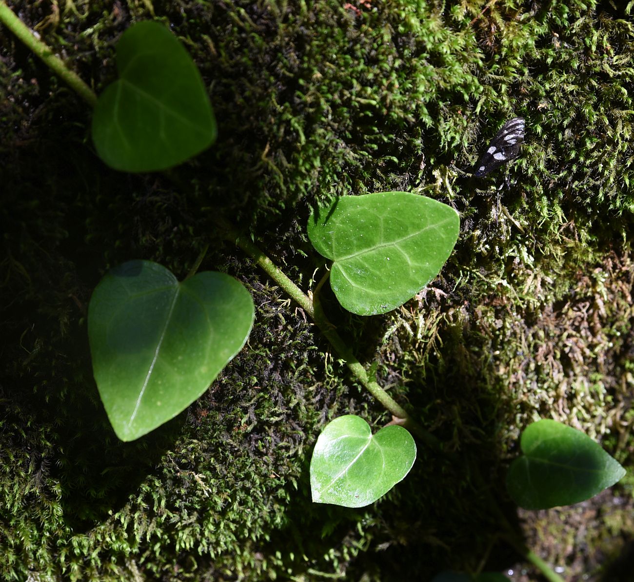 Image of Hedera colchica specimen.