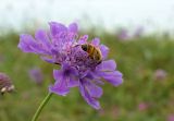 Scabiosa lachnophylla. Соцветие с кормящейся мухой-журчалкой. Приморье, Лазовский р-н, бух. Петрова, задернованная песчаная прибрежная полоса. 31.08.2022.