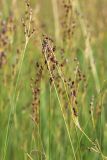 Juncus atrofuscus. Верхушки плодоносящих побегов. Мурманская обл., Кандалакшский р-н, с. Ковда; губа Старцева, каменистый марш. 05.08.2022.