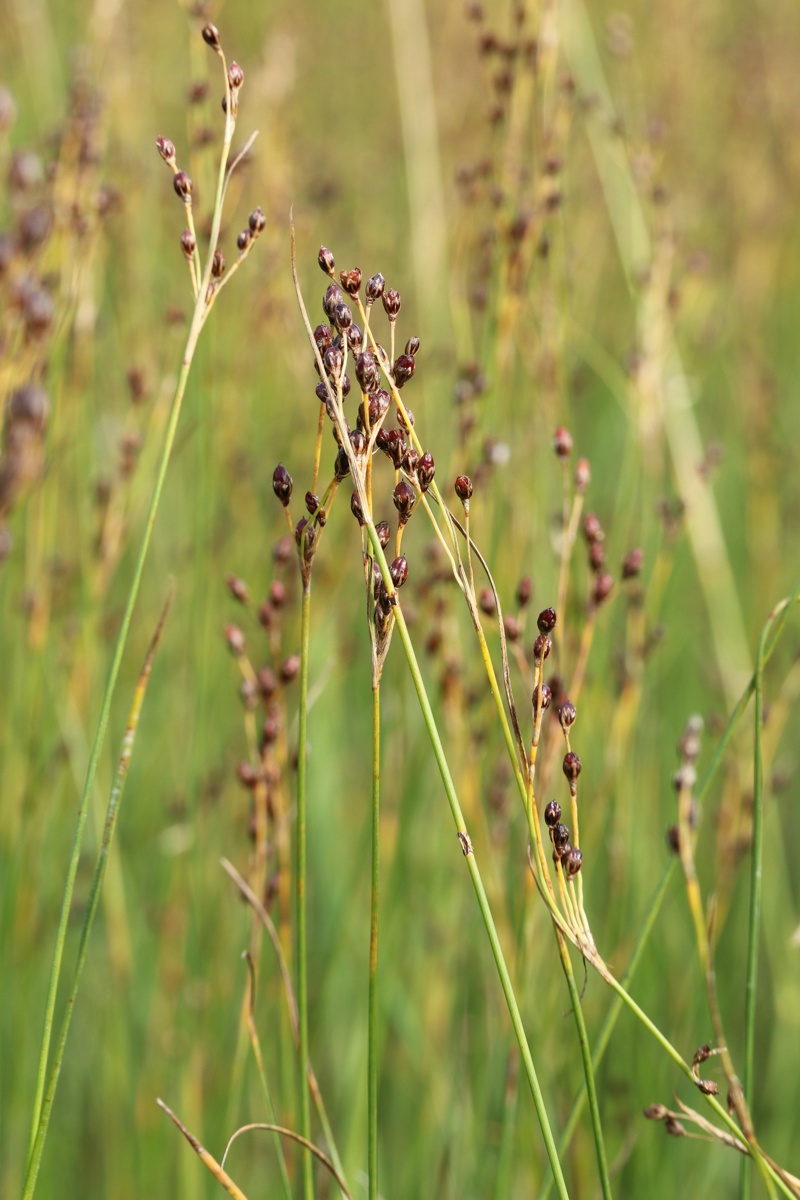 Изображение особи Juncus atrofuscus.