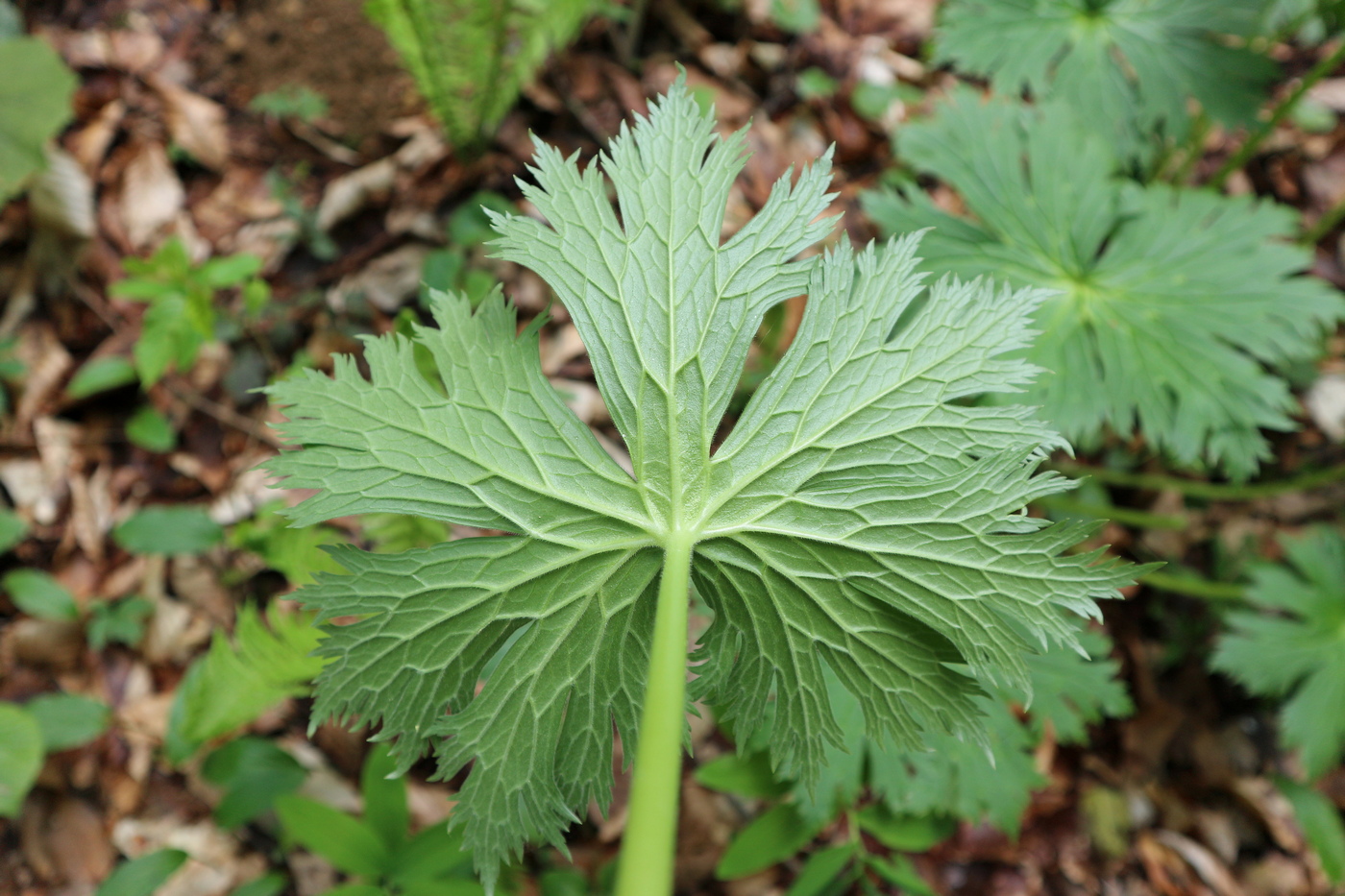 Изображение особи Aconitum orientale.