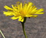 Leontodon saxatilis. Соцветие. Германия, г. Берлин, Трептов-парк. 08.07.2010.