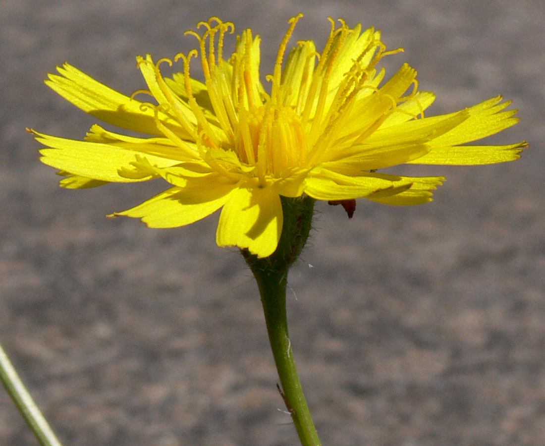 Image of Leontodon saxatilis specimen.