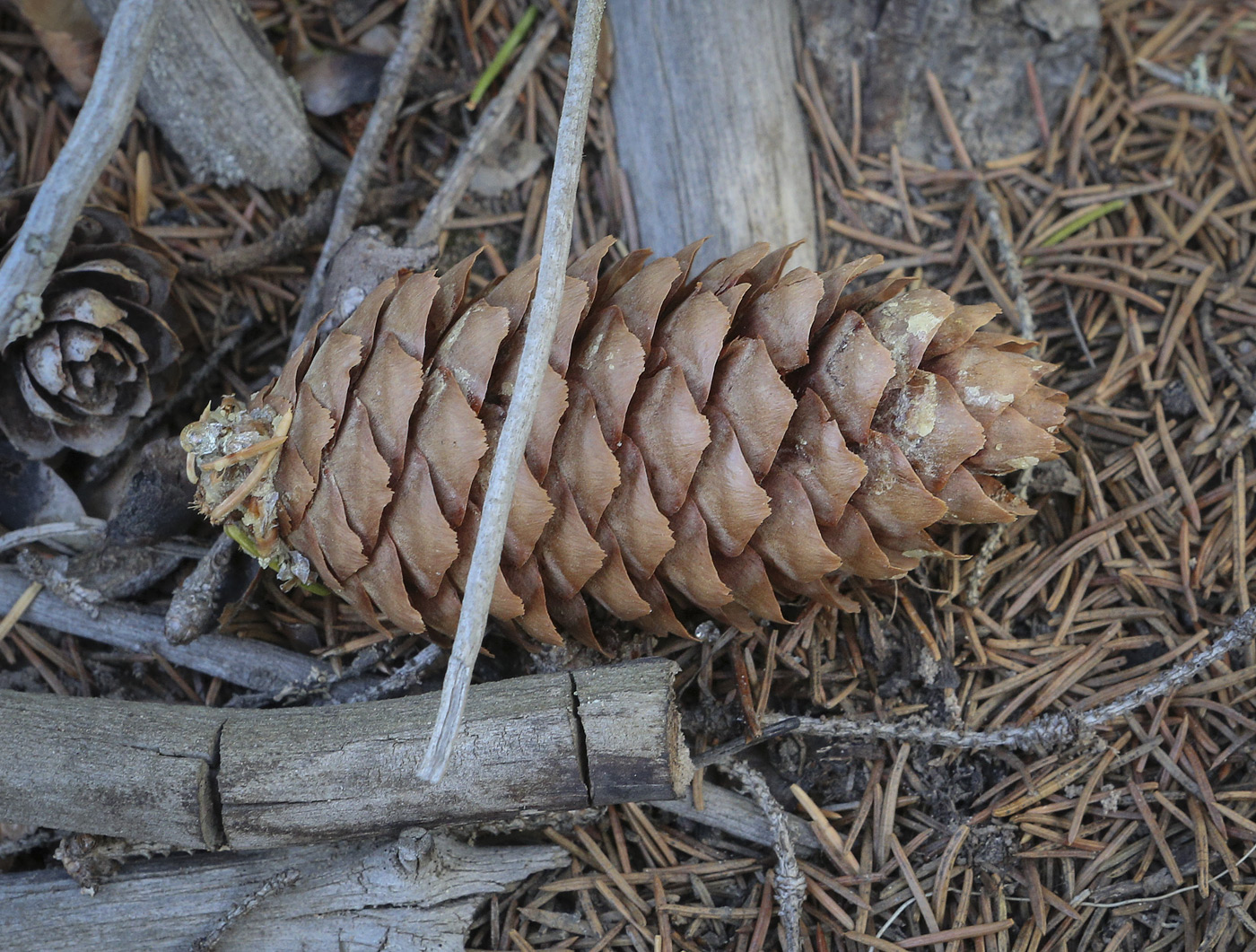 Image of Picea &times; fennica specimen.