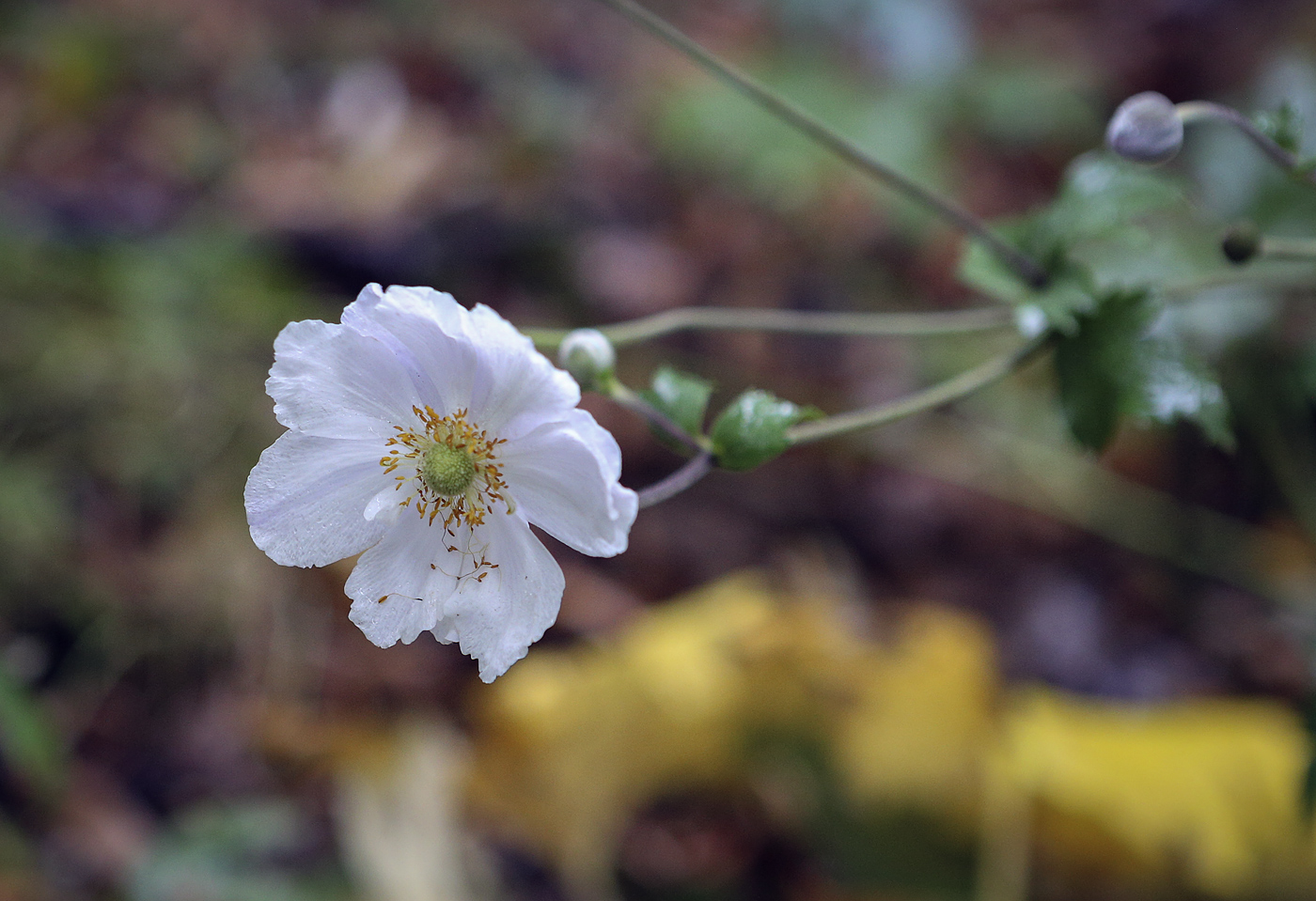 Изображение особи Anemone &times; hybrida.