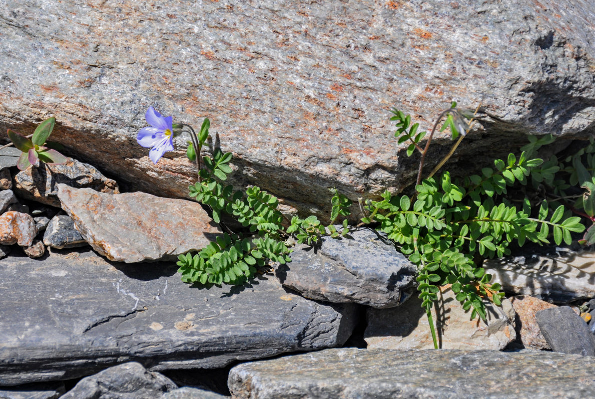 Изображение особи Polemonium boreale.