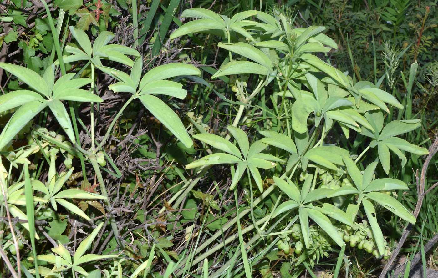 Image of Gymnospermium alberti specimen.