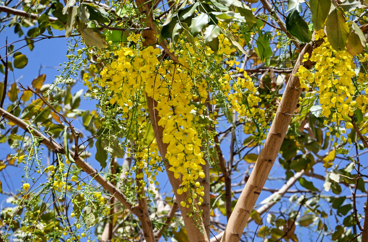 Изображение особи Cassia fistula.