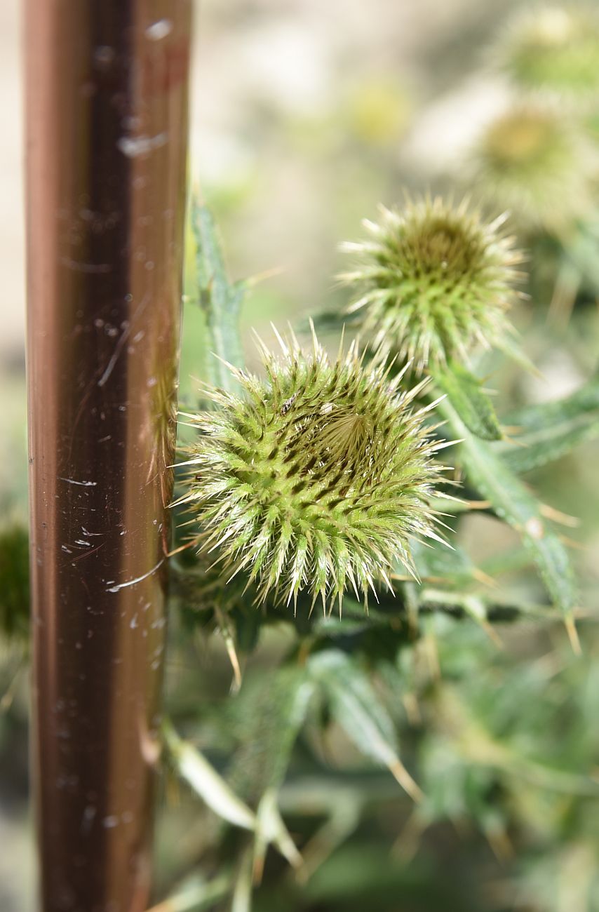 Image of Cirsium ciliatum specimen.