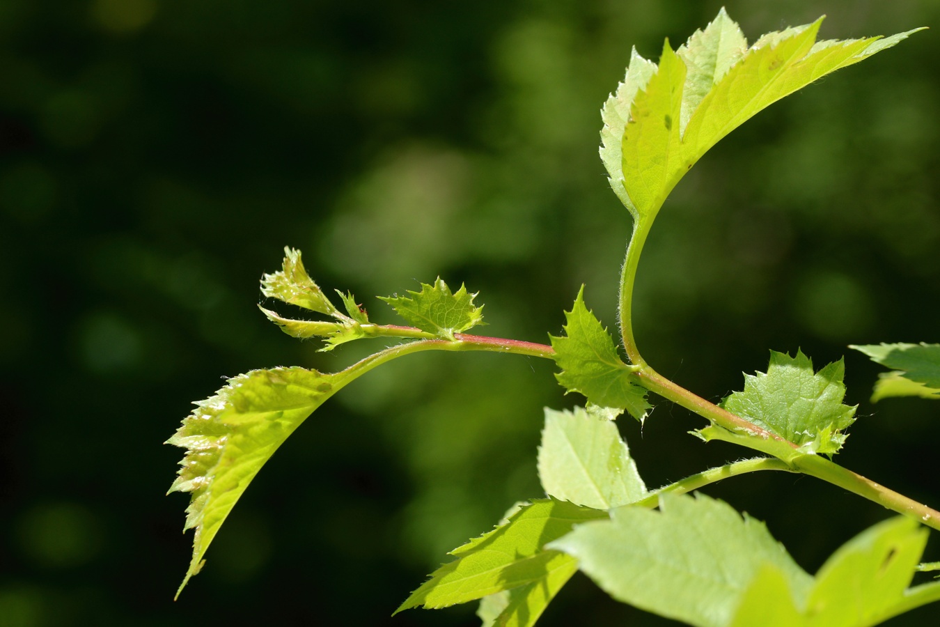 Image of genus Crataegus specimen.