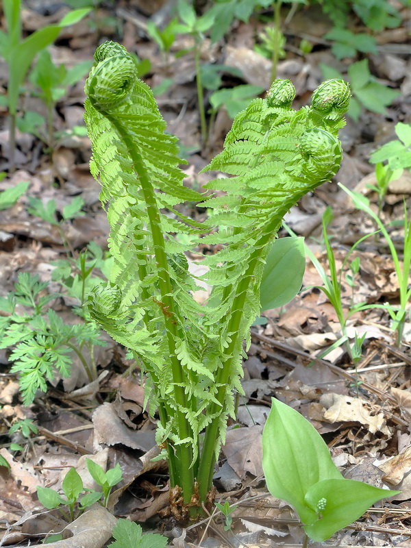 Image of Matteuccia struthiopteris specimen.