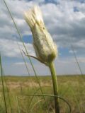 Scorzonera ensifolia. Верхушка побега с нераскрывшимся соплодием. Казахстан, Восточно-Казахстанская обл., Самарский р-н, окр. Казнаковской переправы; Зайсанская котловина, Кулуджунские пески. 22 июня 2023 г.