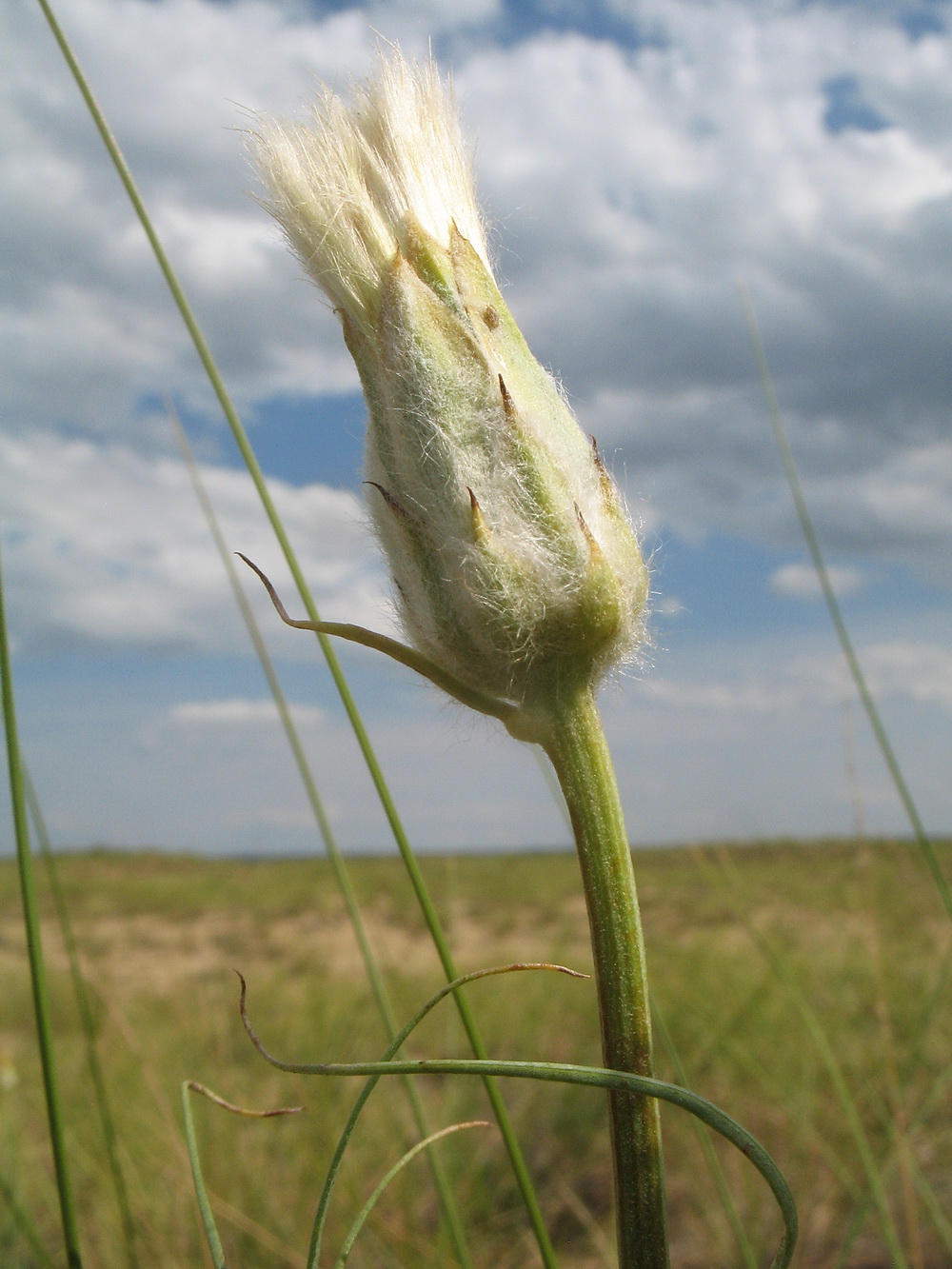 Изображение особи Scorzonera ensifolia.