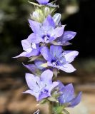 Смотреть изображение Campanula peregrina
