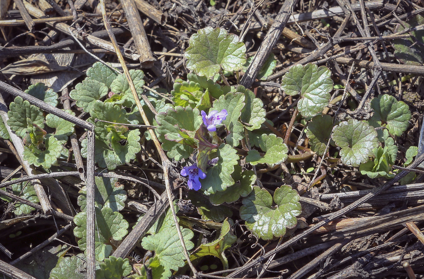 Image of Glechoma hederacea specimen.