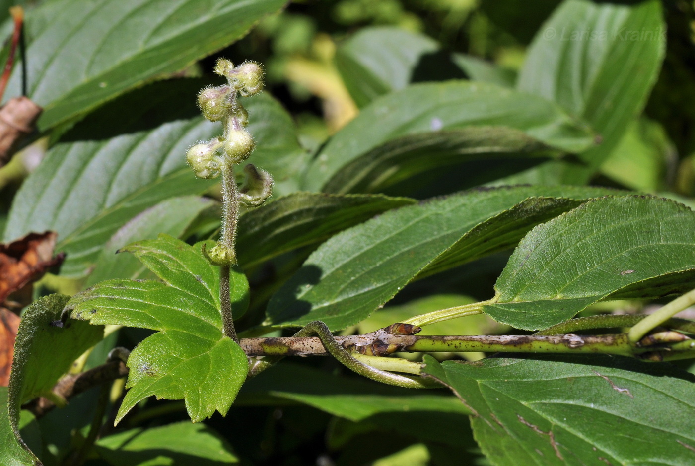 Image of Aconitum alboviolaceum specimen.