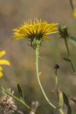 genus Hieracium. Верхушка побега с соцветием. Кабардино-Балкария, Эльбрусский р-н, долина р. Ирик, ок. 2600 м н.у.м., субальпийский луг. 21.08.2023.