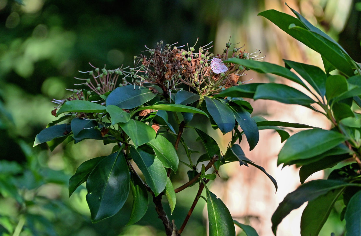 Image of Kalmia latifolia specimen.