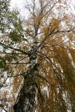 Betula pendula. Ствол и крона. Московская обл., г. Электрогорск, ул. Советская, в культуре. 21.10.2023.