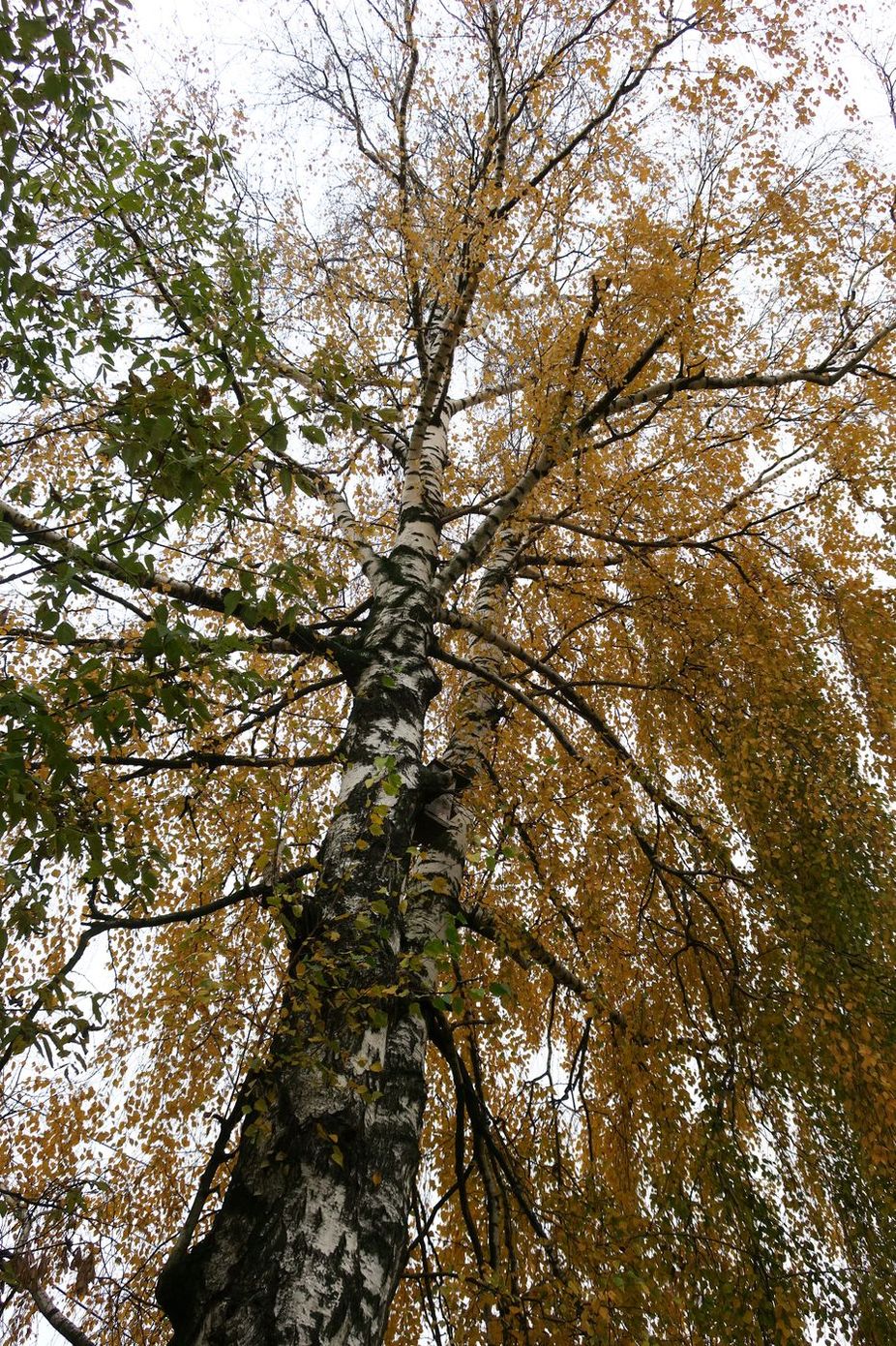 Изображение особи Betula pendula.