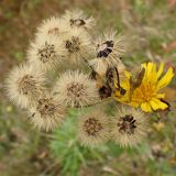 Hieracium umbellatum