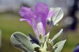 Leucophyllum frutescens. Верхушка побега с цветком (вид сбоку). Объединённые Арабские Эмираты, эмират Дубай, окр. пляжа Al Mamzar, в озеленении. 04.05.2023.