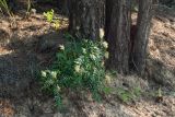 Astragalus inopinatus. Отцветающее растение у основание сосны Pinus sylvestris. Республика Саха (Якутия), Хангаласский улус, левый берег р. Сиинэ (Синяя) выше устья р. Сылбах, хвойный лес. 28.07.2023.