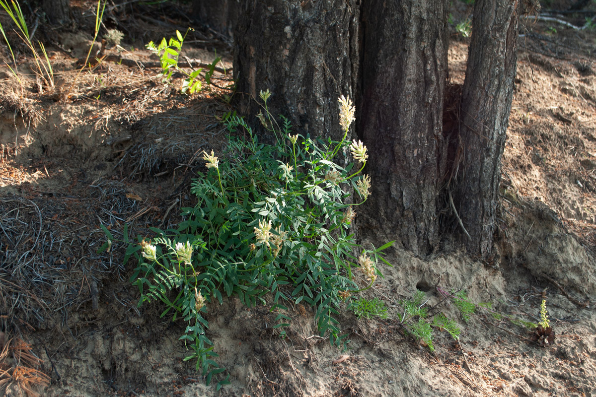 Image of Astragalus inopinatus specimen.