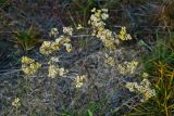 Helichrysum arenarium