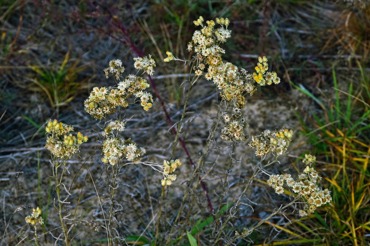 Изображение особи Helichrysum arenarium.