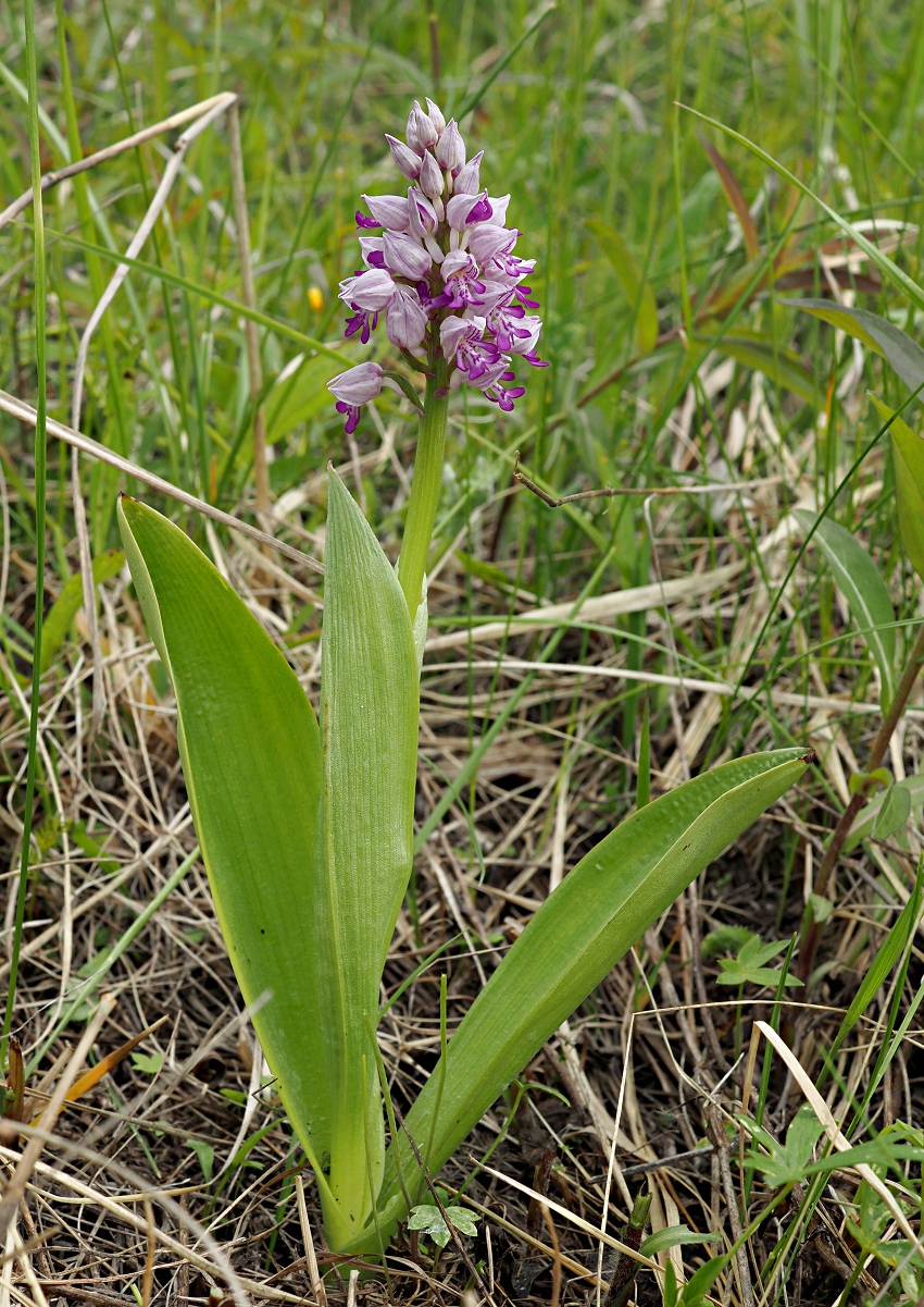 Изображение особи Orchis militaris.