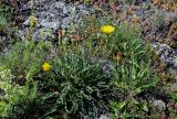 Leontodon asperrimus. Цветущие растения в сообществе с Sedum и Galium. Грузия, Самцхе-Джавахети, окр. крепости Ацкури, каменистый склон. 12.06.2023.