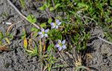 Spergularia marina