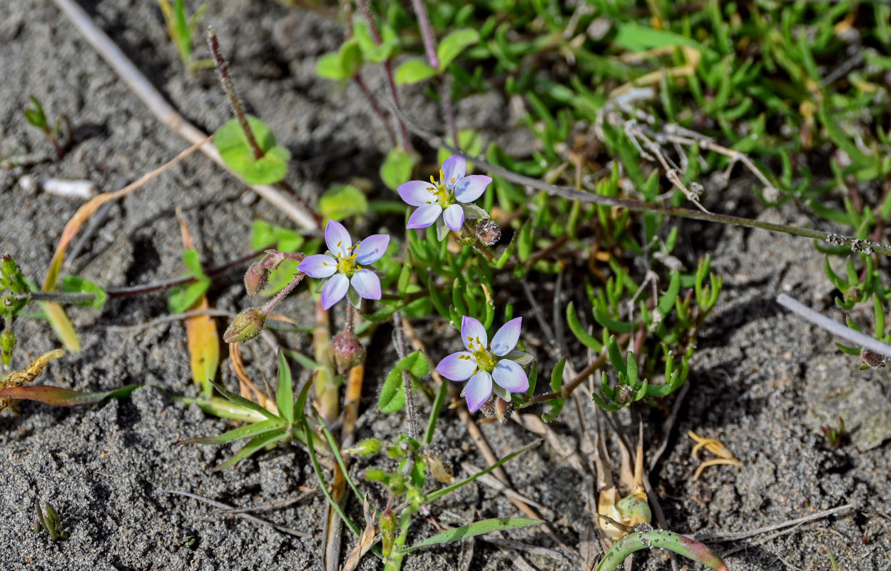 Image of Spergularia marina specimen.