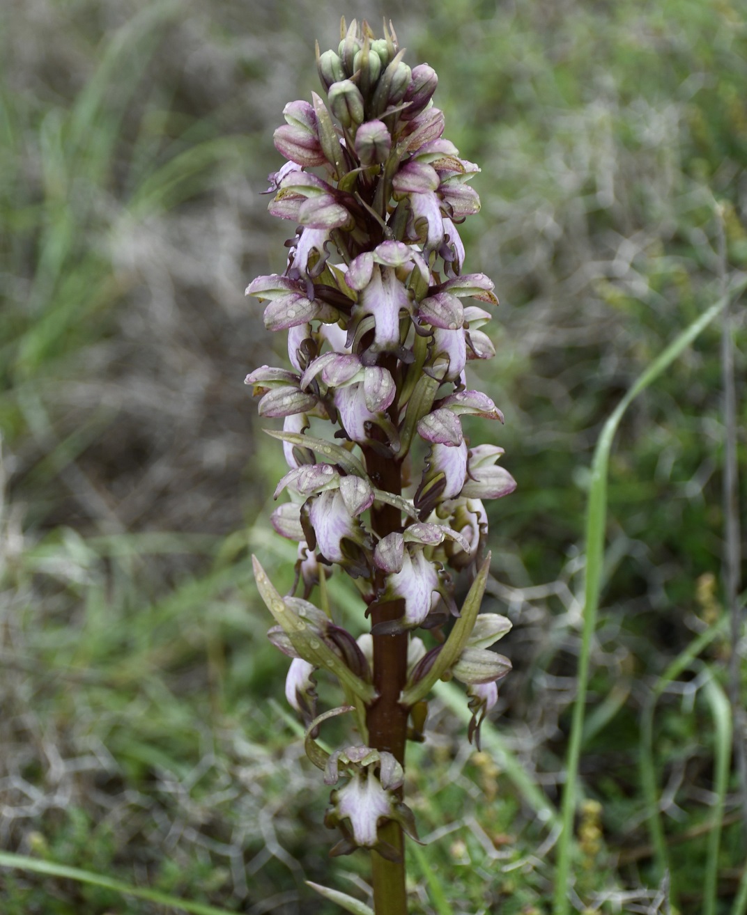 Image of Himantoglossum robertianum specimen.
