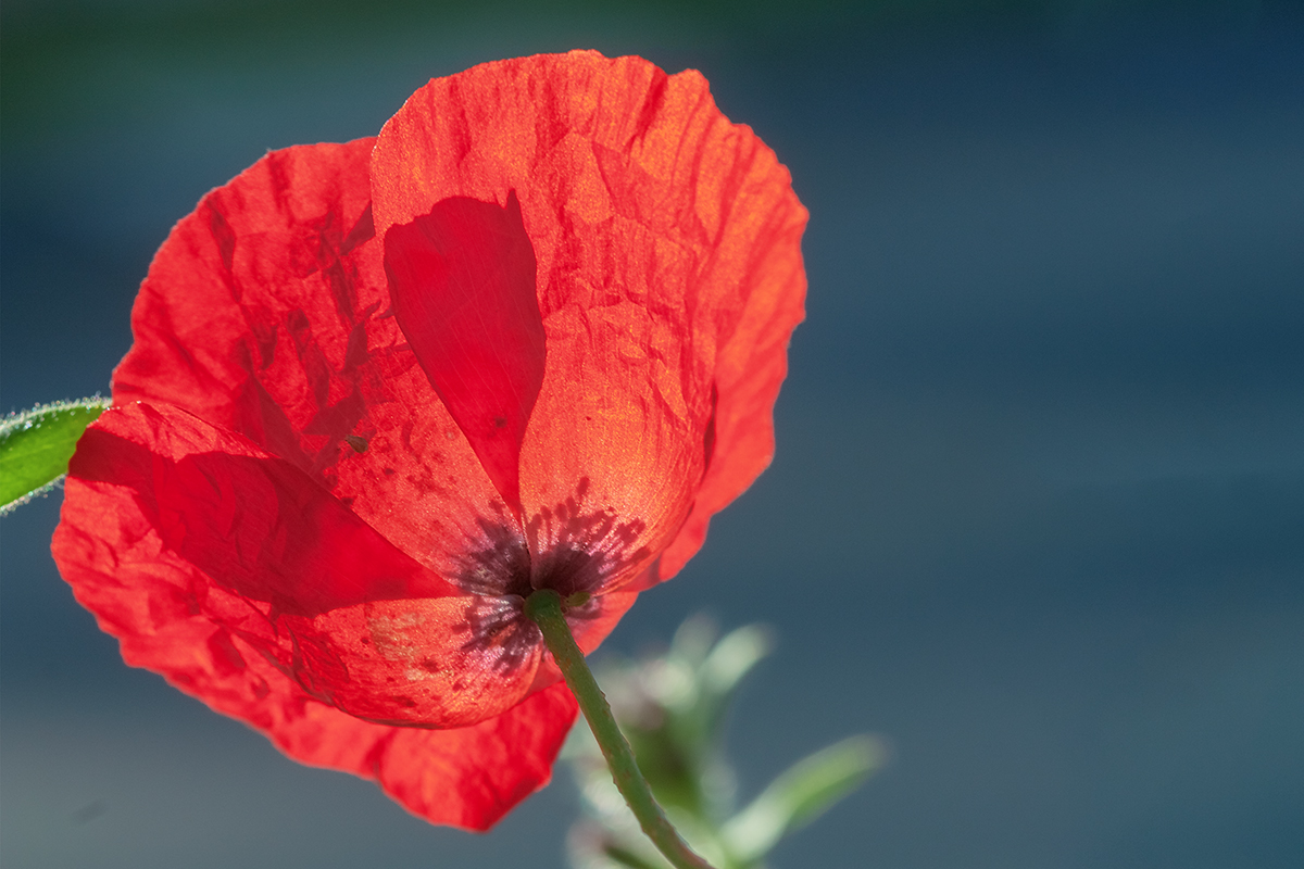 Изображение особи Papaver humile.