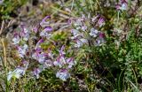 Pedicularis cheilanthifolia