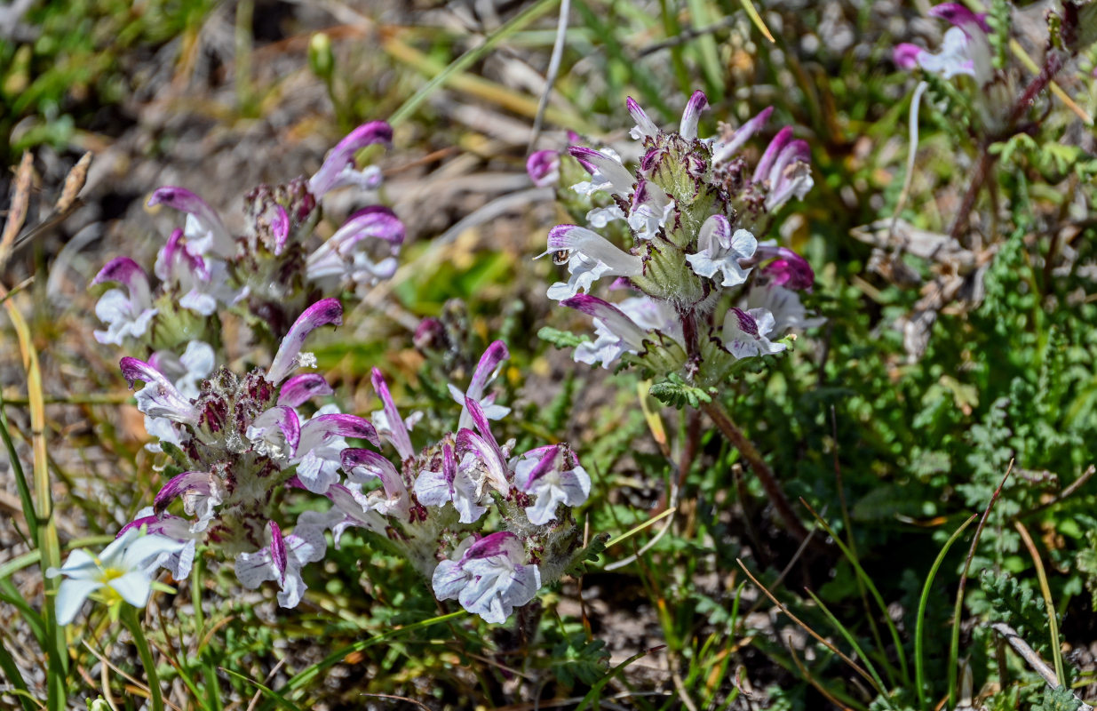 Image of Pedicularis cheilanthifolia specimen.
