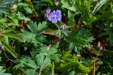 Geranium erianthum. Верхушка цветущего растения. Сахалин, Корсаковский гор. округ, мыс Евстафия, приморский луг. 25.08.2022.