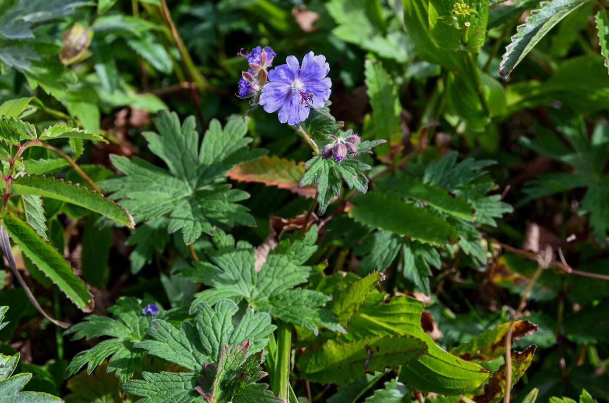 Изображение особи Geranium erianthum.