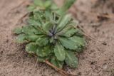 Arabidopsis thaliana