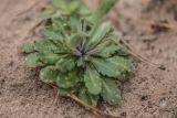 Arabidopsis thaliana