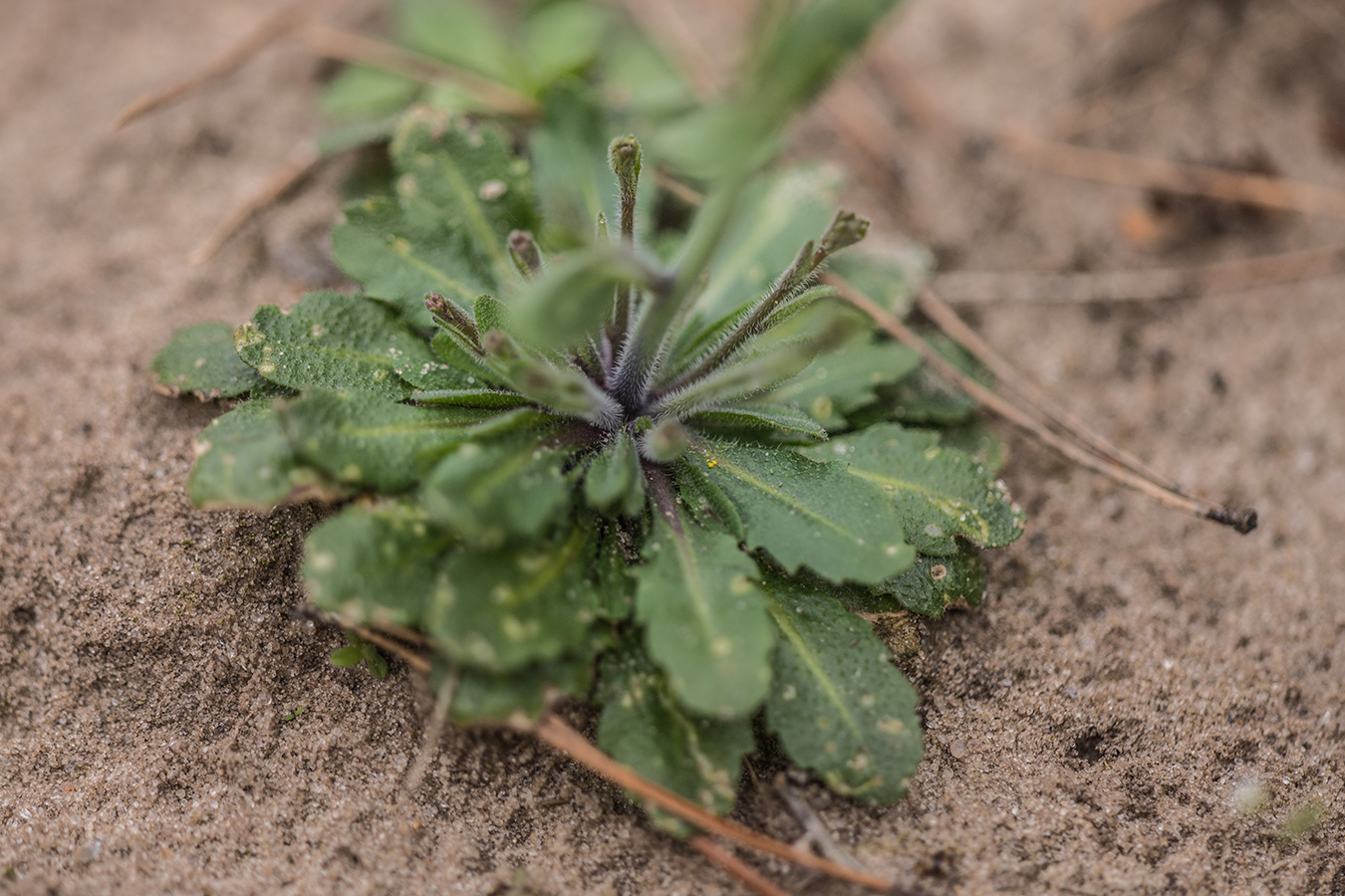 Image of Arabidopsis thaliana specimen.